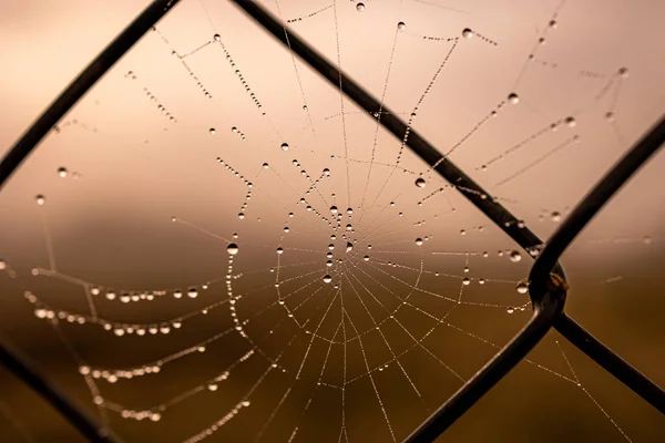 Hermoso Poco Delicado Gotas Agua Una Tela Araña Primer Plano —  Fotos de Stock