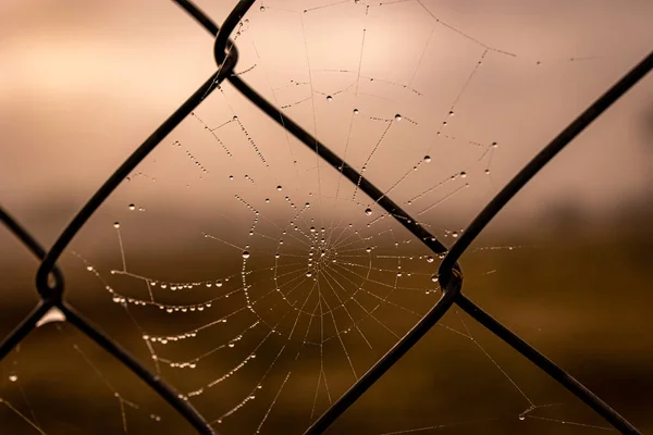 Beautiful Little Delicate Water Drops Spider Web Close Foggy Day — Stockfoto