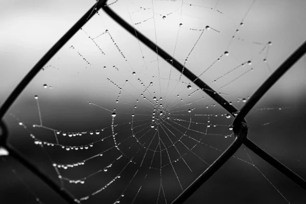 Beautiful Little Delicate Water Drops Spider Web Close Foggy Day — 图库照片