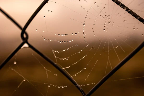 Hermoso Poco Delicado Gotas Agua Una Tela Araña Primer Plano —  Fotos de Stock