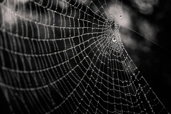 Beautiful Little Delicate Water Drops Spider Web Close Foggy Day — 图库照片