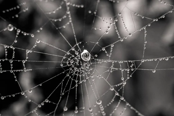 Beautiful Little Delicate Water Drops Spider Web Close Foggy Day — 图库照片