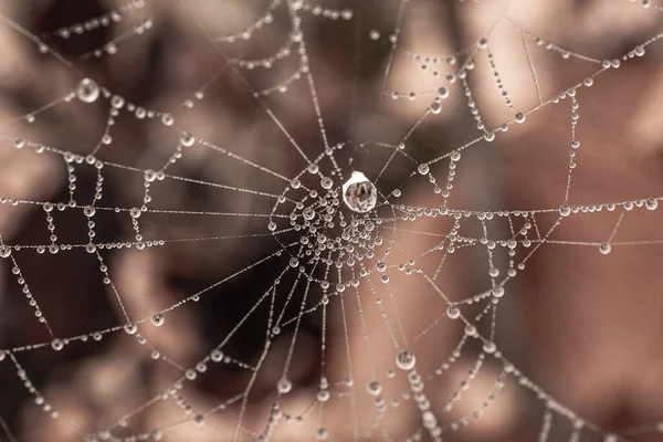 Beautiful Little Delicate Water Drops Spider Web Close Foggy Day — Stockfoto