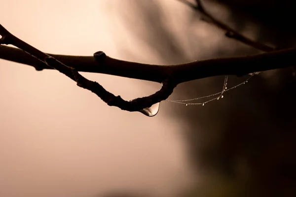Beautiful Little Delicate Water Drops Spider Web Close Foggy Day — Stock Photo, Image