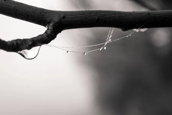 Beautiful Little Delicate Water Drops Spider Web Close Foggy Day — Stockfoto