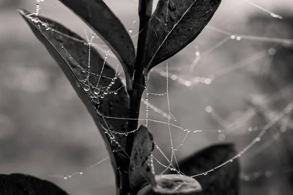Beautiful Little Delicate Water Drops Spider Web Close Foggy Day — Stockfoto