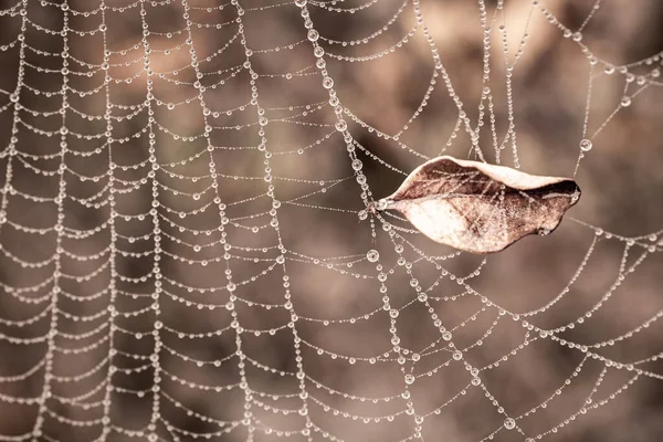 Mooi Klein Delicaat Water Druppels Een Spinnenweb Close Een Mistige — Stockfoto