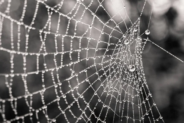 Schöne Kleine Zarte Wassertropfen Auf Einem Spinnennetz Nahaufnahme Einem Nebligen — Stockfoto