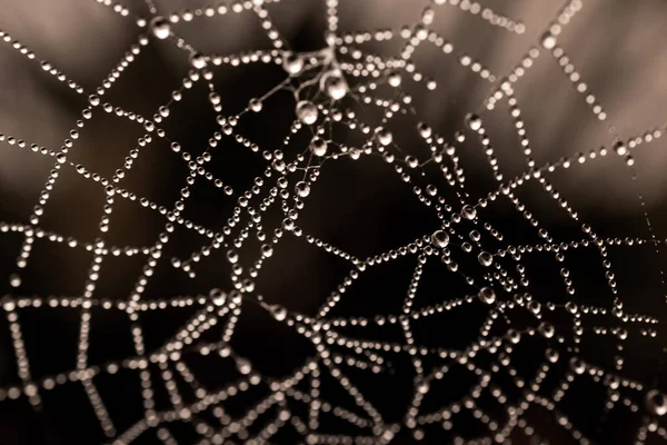 Hermoso Poco Delicado Gotas Agua Una Tela Araña Primer Plano —  Fotos de Stock