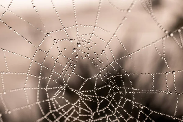 Schöne Kleine Zarte Wassertropfen Auf Einem Spinnennetz Nahaufnahme Einem Nebligen — Stockfoto