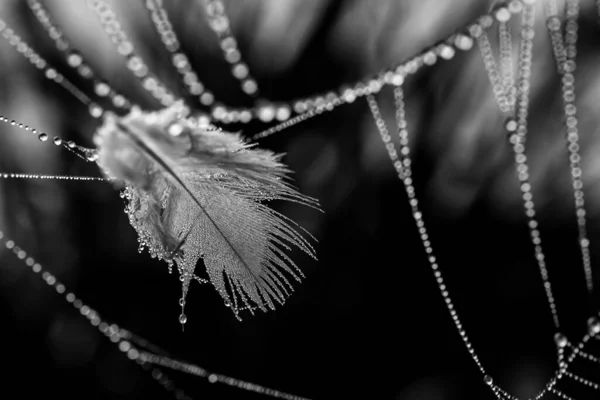 Beautiful Little Delicate Water Drops Spider Web Close Foggy Day — Stockfoto