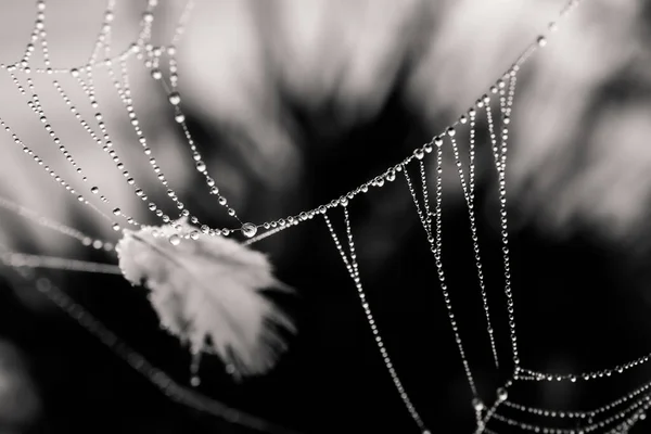 Beautiful Little Delicate Water Drops Spider Web Close Foggy Day — 图库照片