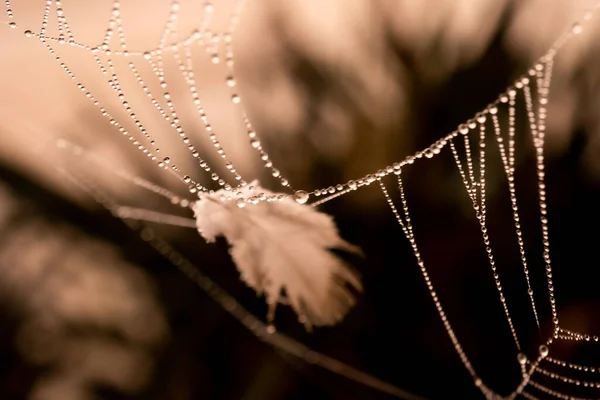 Beautiful Little Delicate Water Drops Spider Web Close Foggy Day — 图库照片