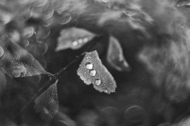 Güzel kahverengi sonbahar yaprakları ile küçük su damlaları ile bokeh