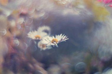 Çimlerin üzerinde, güneşin altında Bokeh 'le birlikte küçük güzel beyaz papatyalar.