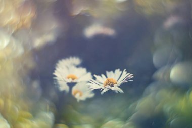 Çimlerin üzerinde, güneşin altında Bokeh 'le birlikte küçük güzel beyaz papatyalar.