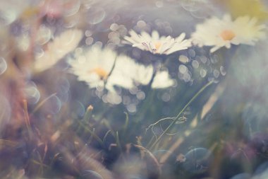 Çimlerin üzerinde, güneşin altında Bokeh 'le birlikte küçük güzel beyaz papatyalar.