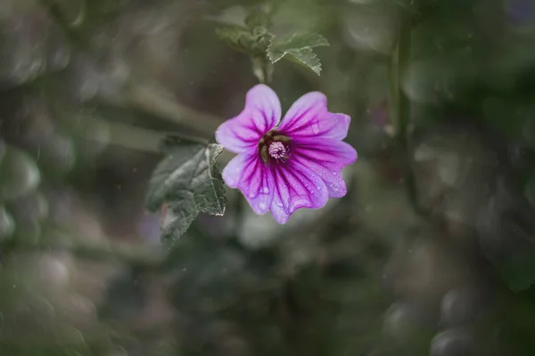 Belle Petite Fleur Violette Sauvage Soleil Avec Bokeh Vintage — Photo