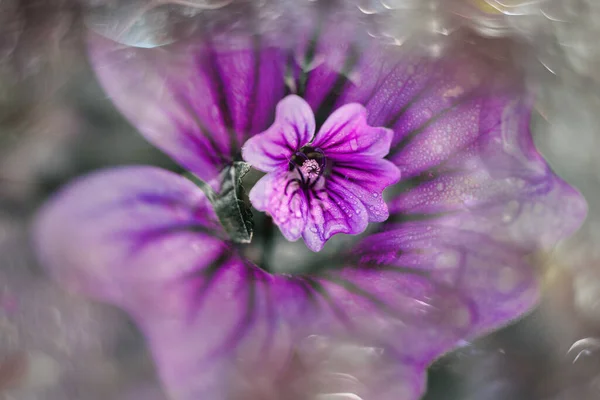 Bellissimo Piccolo Fiore Viola Selvatico Sole Con Bokeh Vintage — Foto Stock