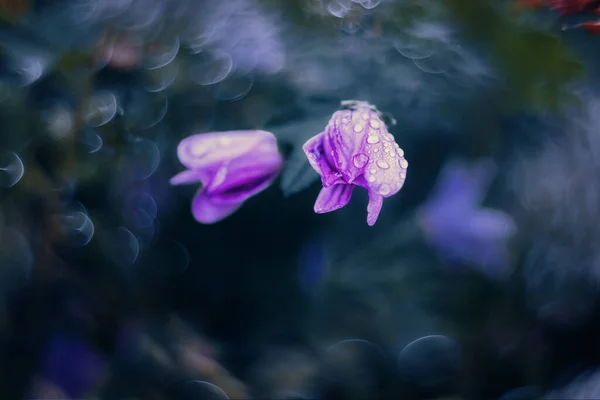 Belle Petite Fleur Violette Sauvage Soleil Avec Bokeh Vintage — Photo