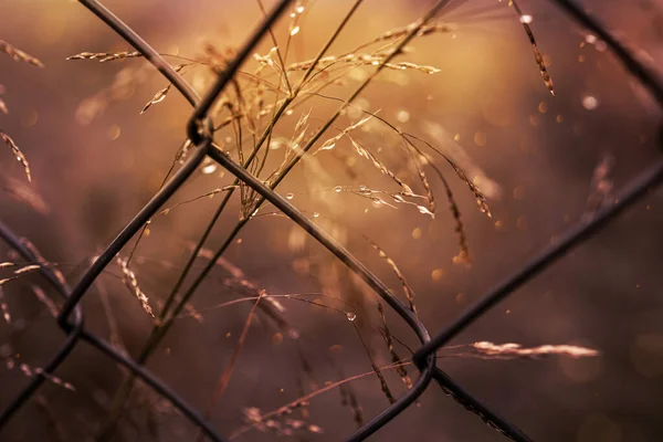 Belas Gramíneas Delicadas Outono Sol Quente Jardim — Fotografia de Stock