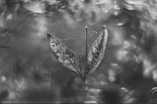 Красиве Коричневе Осіннє Листя Дрібними Краплями Води Боке — стокове фото