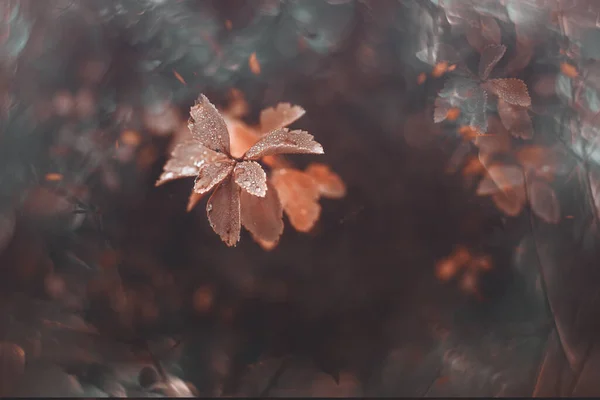 Belle Foglie Autunno Marrone Con Piccole Gocce Acqua Con Bokeh — Foto Stock