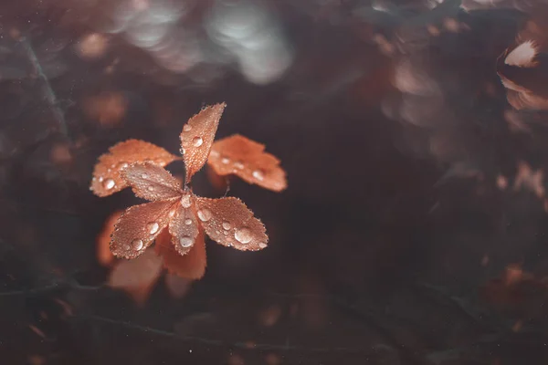 Piękne Brązowe Liście Jesieni Małymi Kroplami Wody Bokeh — Zdjęcie stockowe