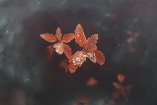 Beautiful Brown Autumn Leaves Small Water Drops Bokeh — Stock Photo, Image