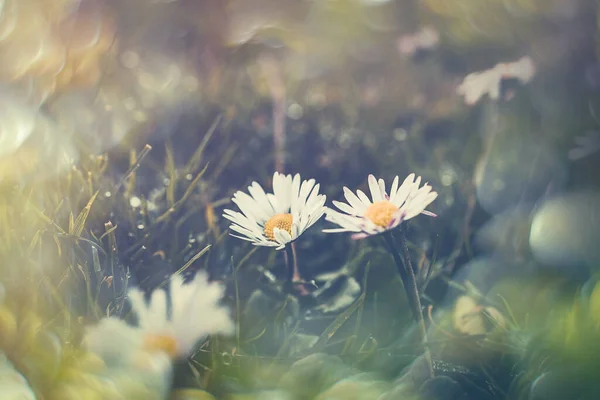 Bellissime Margherite Bianche Sul Prato Primo Piano Con Bokeh Sole — Foto Stock