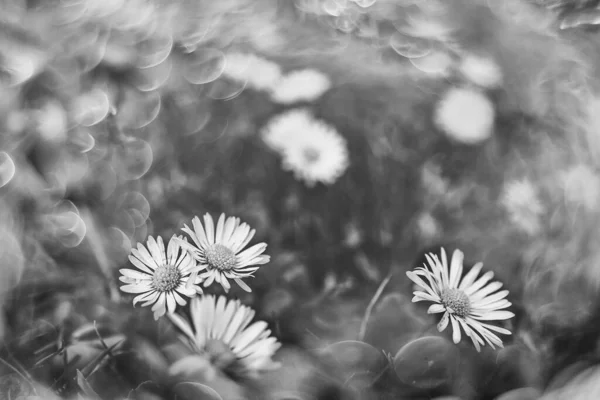 Margaridas Brancas Pequenas Bonitas Gramado Closeup Com Bokeh Sol — Fotografia de Stock