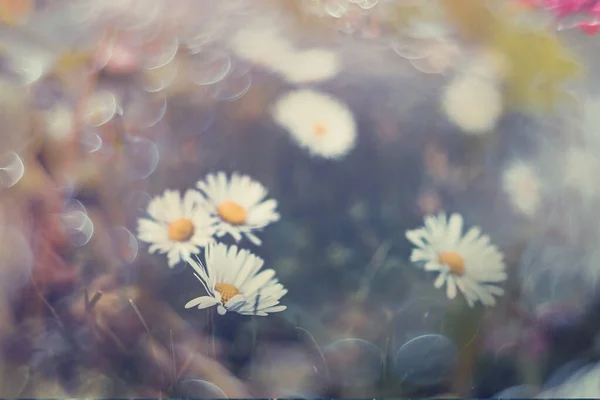 Bellissime Margherite Bianche Sul Prato Primo Piano Con Bokeh Sole — Foto Stock