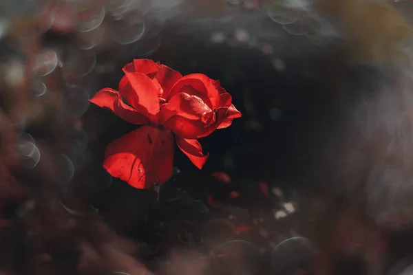 Bella Rosa Rossa Delicata Sfondo Verde Con Bokeh Primo Piano — Foto Stock