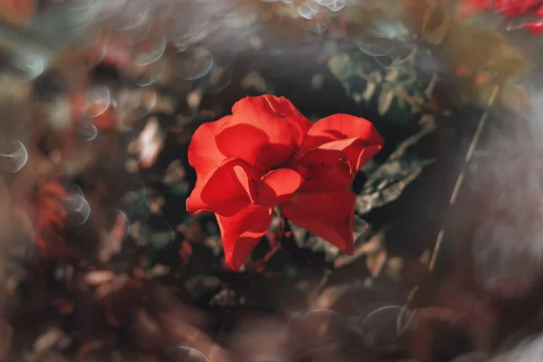 Hermosa Rosa Roja Delicada Sobre Fondo Verde Con Bokeh Primer —  Fotos de Stock