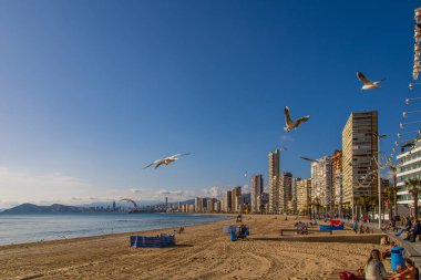 Güneşli bir günde, deniz kıyısında martılarla güzel bir manzara.