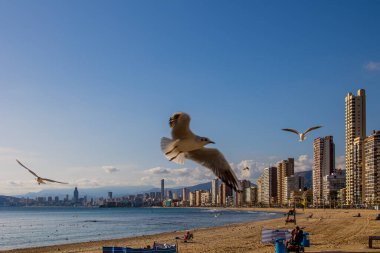 Güneşli bir günde, deniz kıyısında martılarla güzel bir manzara.