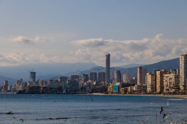 Güneşli bir günde, deniz kıyısında martılarla güzel bir manzara.