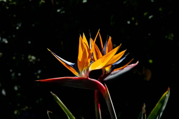 Hermosa Esterlina Cálida Luz Original Jardín Verano Primer Plano —  Fotos de Stock