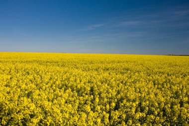 Güzel, sakin, minimalist sarı bahar tecavüz sahası Ukrayna bayrağının mavi, bulutsuz, huzurlu gökyüzü renklerine karşı.
