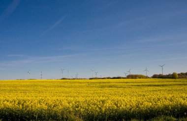 Güzel, sakin, minimalist sarı bahar tecavüz sahası Ukrayna bayrağının mavi, bulutsuz, huzurlu gökyüzü renklerine karşı.