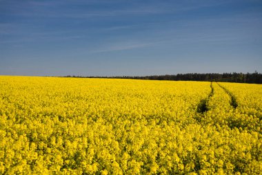 Güzel, sakin, minimalist sarı bahar tecavüz sahası Ukrayna bayrağının mavi, bulutsuz, huzurlu gökyüzü renklerine karşı.