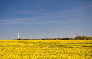 Güzel, sakin, minimalist sarı bahar tecavüz sahası Ukrayna bayrağının mavi, bulutsuz, huzurlu gökyüzü renklerine karşı.