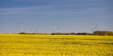 Güzel, sakin, minimalist sarı bahar tecavüz sahası Ukrayna bayrağının mavi, bulutsuz, huzurlu gökyüzü renklerine karşı.