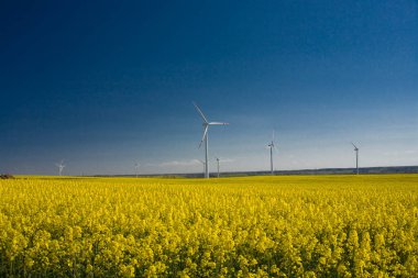 Güzel, sakin, minimalist sarı bahar tecavüz sahası Ukrayna bayrağının mavi, bulutsuz, huzurlu gökyüzü renklerine karşı.
