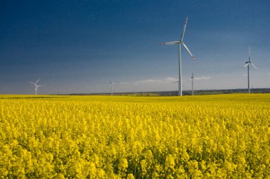 Güzel, sakin, minimalist sarı bahar tecavüz sahası Ukrayna bayrağının mavi, bulutsuz, huzurlu gökyüzü renklerine karşı.
