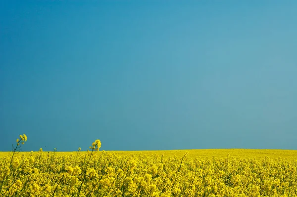Красивое Спокойное Минималистичное Желтое Весеннее Рапсовое Поле Против Голубого Безоблачного — стоковое фото