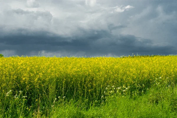 Vacker Lugn Minimalistisk Gul Vår Rapsfält Mot Blå Molnfri Idyllisk — Stockfoto