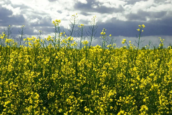 Piękny Spokój Minimalistyczny Żółty Wiosna Pole Gwałtu Przeciwko Niebieski Bezchmurny — Zdjęcie stockowe