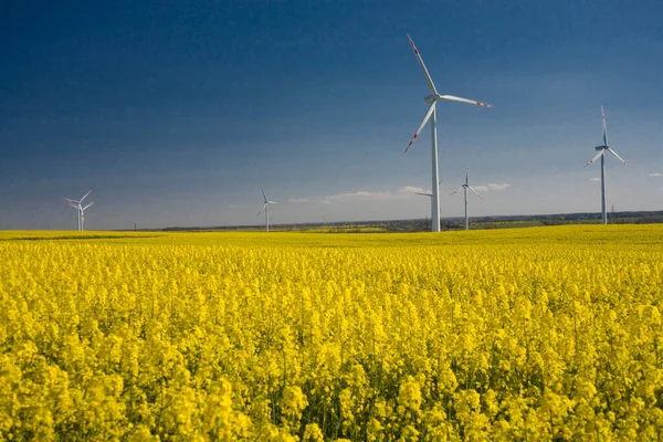 stock image beautiful calm minimalistic yellow spring rape field against a blue cloudless idyllic peace sky colors of the ukrainian flag