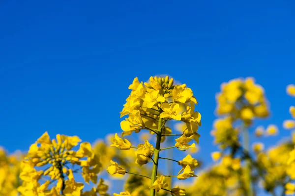 Bonito Calmo Minimalista Amarelo Primavera Campo Estupro Contra Azul Sem — Fotografia de Stock